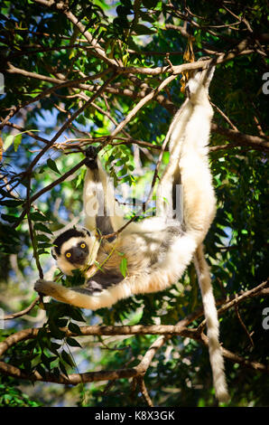 Lustig und neugierig Sifaka; Propithecus verreauxi; in der freien Wildbahn Berenty finden; Madagaskar Stockfoto