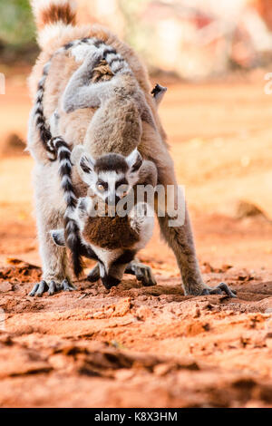 ; Ringtailed lemur Lemur catta; mit Baby auf der Rückseite essen Boden in Berenty finden Madagaskar Stockfoto