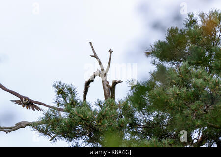 Eichelhäher (Garrulus glandarius) in der Natur. Northern hobby (Falco subbuteo). Stockfoto