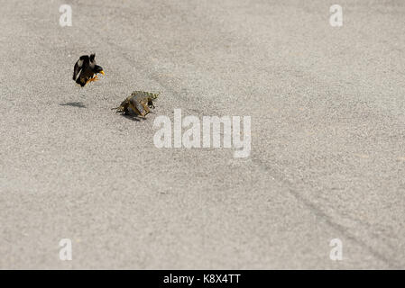 Eine asiatische Myna Bird Angriffe mutig und fährt an einem Monitor Eidechse von seinem Nest Gebiet. Stockfoto