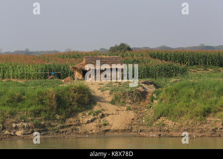 Einer strohgedeckten Hütte neben einem Maisfeld entlang des Irrawaddy Flusses in Myanmar (Burma). Stockfoto