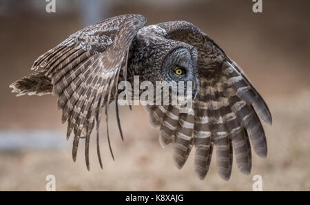 Bartkauz im Flug Stockfoto