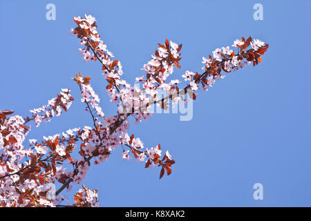 Wunderschön blühenden rötlich Pflaume. Hintergrund. Textur. Niederlassungen der Blüte Pflaumen mit rosa Blüten. Stockfoto