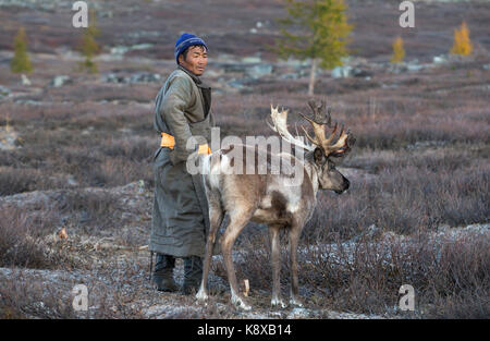 Tsaatan Mann, in einem traditionellen Deel gekleidet, mit seinen Rentieren in der Taiga im Norden der Mongolei Stockfoto