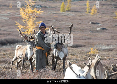 Tsaatan Mann, in einem traditionellen Deel gekleidet, mit seinen Rentieren in der Taiga im Norden der Mongolei Stockfoto