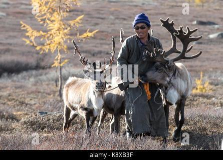 Tsaatan Mann, in einem traditionellen Deel gekleidet, mit seinen Rentieren in der Taiga im Norden der Mongolei Stockfoto