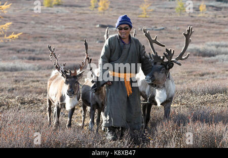 Tsaatan Mann, in einem traditionellen Deel gekleidet, mit seinen Rentieren in der Taiga im Norden der Mongolei Stockfoto