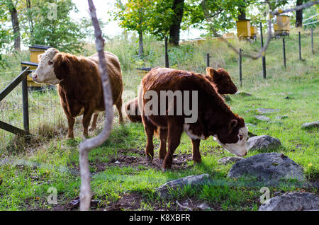 Hereford Kühe fressen Gras auf einem Hügel mit bienenstöcken im Hintergrund Stockfoto