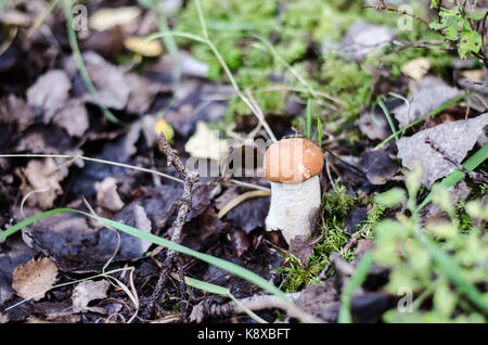 Leccinum wächst aus dem Boden mit alten Blätter um ihn herum. Stockfoto