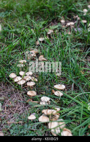 Marasmius oreades in einem so genannten "fairy Ring' in einem kleinen Hügel im Herbst. Stockfoto