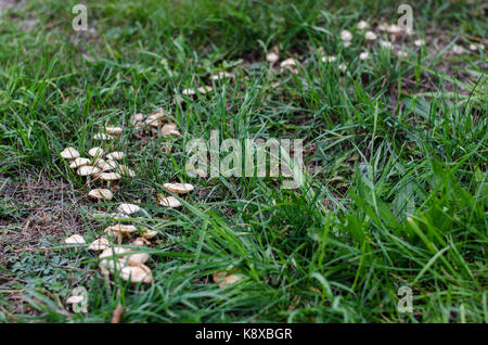 Marasmius oreades in einem so genannten "fairy Ring' in einem kleinen Hügel im Herbst. Stockfoto