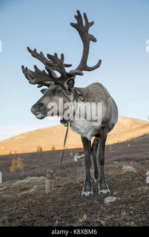 Lauf Hirsche in der nördlichen Mongolei Stockfoto