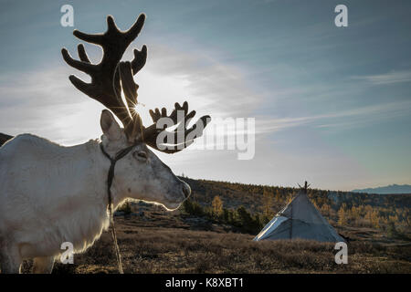 Lauf Hirsche in der nördlichen Mongolei Stockfoto