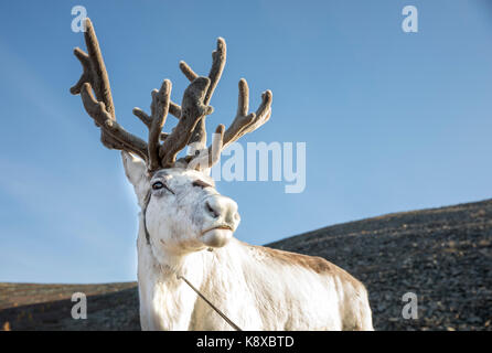 Lauf Hirsche in der nördlichen Mongolei Stockfoto