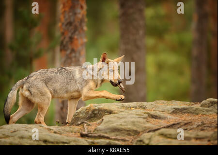 Wolf Cub mit Rinde in seinem Mund Stockfoto