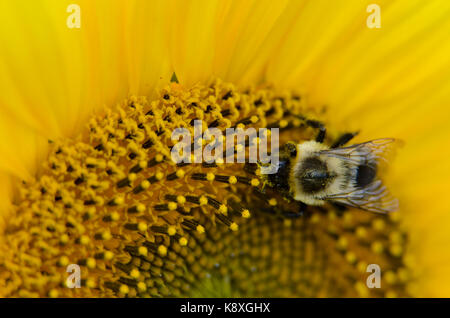 Hummel auf einer Suflower Stockfoto