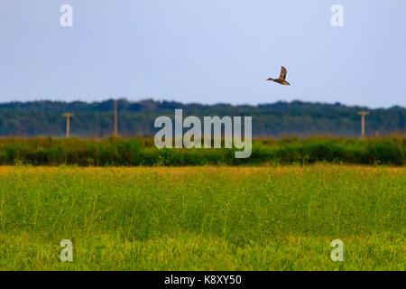 Eine Stockente, Anas platyrhynchos, ente Flug in Bald Knob National Wildlife Refuge in Bald Knob, Arkansas, September 2017. Stockfoto