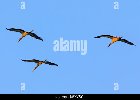 Eine kleine Herde von Holz Storch, Mycteria americana, Overhead, da sie durch die Bald Knob National Wildlife Refuge in Bald Knob Arkansas, S migrieren Stockfoto