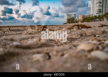 In der Nähe von sandigen Muscheln und Algen an den Strand gespült Stockfoto