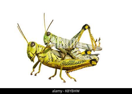 Differential Grasshopper (Melanoplus differentialis) Paarung, isoliert Stockfoto