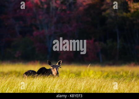 Jährling stier Elch (Alces alces) ruht in einer grünen Wiese am Rande der Adirondack Mountains wilde Wald. Stockfoto