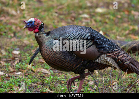 Östlichen wild Tom Truthahn (Meleagris gallopavo) im Frühjahr Paarungszeit Wandern in den Wald. Stockfoto