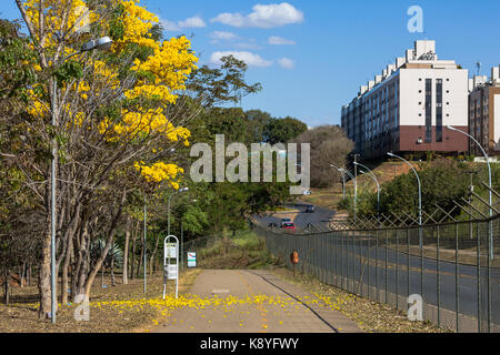 Goldene Trompete Baum blühen in Brasilia Stockfoto