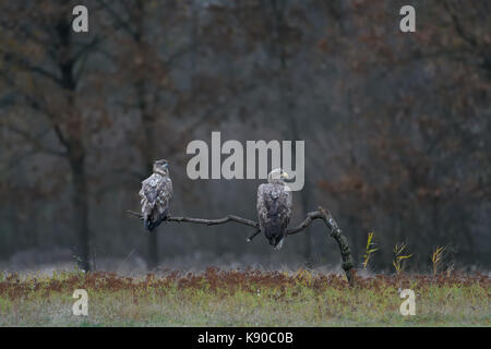 Paar Seeadler Seeadler auf einem Zweig mit Bäumen der Wald im Hintergrund. Stockfoto