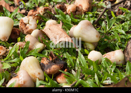 Weißes Wachs jambu (Syzygium samarangense) Verrotten auf dem Boden vom Baum gefallen Stockfoto