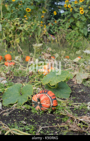 Cucurbita Maxima. Turks Turban Squash auf der Anlage. Großbritannien Stockfoto