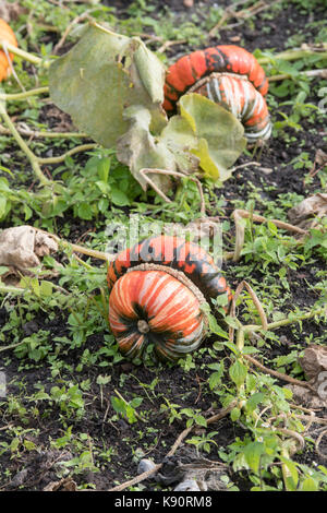 Cucurbita Maxima. Turks Turban Squash auf der Anlage. Großbritannien Stockfoto