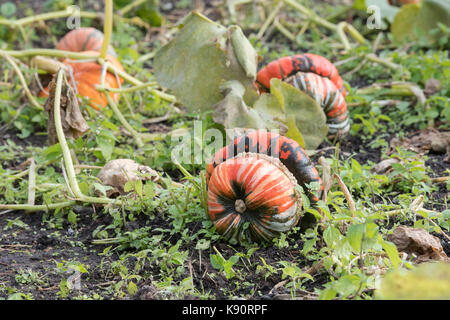 Cucurbita Maxima. Turks Turban Squash auf der Anlage. Großbritannien Stockfoto