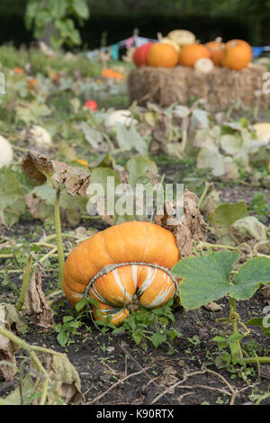 Cucurbita Maxima. Turks Turban Squash auf der Anlage. Großbritannien Stockfoto
