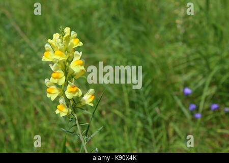 Gemeinsame toadflax (linaria vulgaris) auf einer Wiese Stockfoto