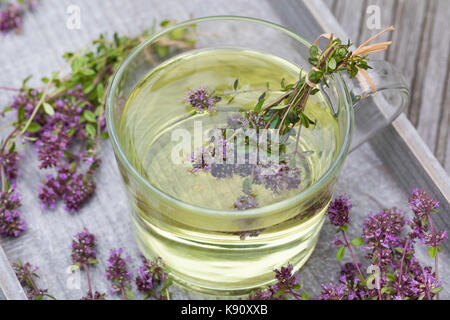 Thymian-Tee, Thymiantee, Tee, Kräutertee, Heiltee aus Thymian, Blütentee. Feld-Thymian, Feldthymian, Wilder Thymian, Arznei-Thymian, Arzneithymian, Stockfoto