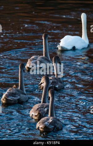 Aberystwyth Wales UK, Donnerstag, den 21. September UK Wetter: eine Familie von Schwäne auf dem Wasser auf einem hellen, sonnigen und blustery Tag in Aberystwyth auf der West Wales Küste Foto: Keith Morris/Alamy leben Nachrichten Stockfoto