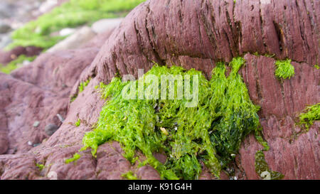 Rock Pools wie das Meer Exerzitien, revealling Felsen und Pflanzen Stockfoto