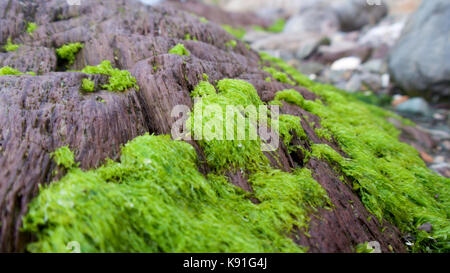 Rock Pools wie das Meer Exerzitien, revealling Felsen und Pflanzen Stockfoto