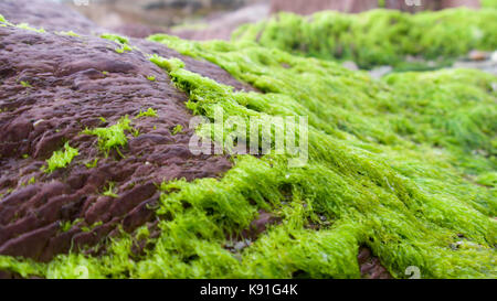 Rock Pools wie das Meer Exerzitien, revealling Felsen und Pflanzen Stockfoto