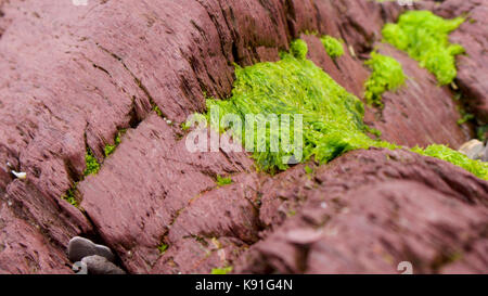 Rock Pools wie das Meer Exerzitien, revealling Felsen und Pflanzen Stockfoto