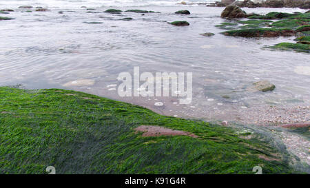 Rock Pools wie das Meer Exerzitien, revealling Felsen und Pflanzen Stockfoto