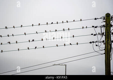 Schwalben zusammen gruppieren vor dem grossen Flug home Stockfoto
