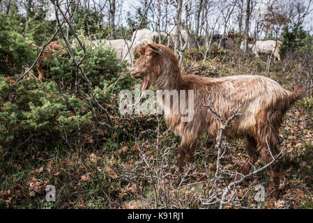 Ziege Beweidung im Norden Albaniens im Dorf in der Nähe von Petkaj Stadt Kukes am 17. November 2014. Stockfoto