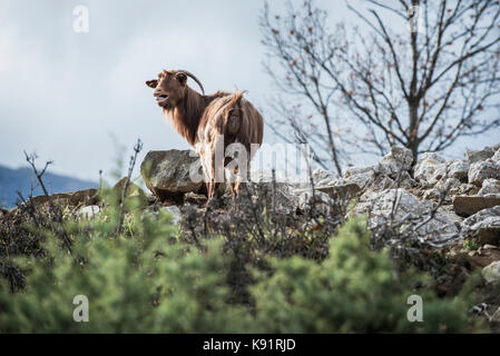 Ziege Beweidung im Norden Albaniens im Dorf in der Nähe von Petkaj Stadt Kukes am 17. November 2014. Landwirtschaft Reformen in Albanien Stockfoto