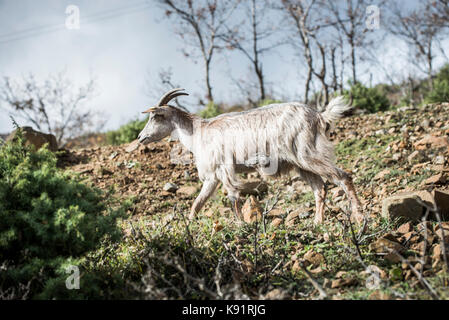 Ziege Beweidung im Norden Albaniens im Dorf in der Nähe von Petkaj Stadt Kukes am 17. November 2014. Landwirtschaft Reformen in Albanien Stockfoto