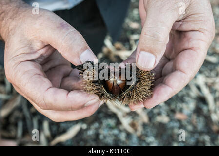 Chestnut Früchte sind im Dorf in der Nähe von Petkaj Stadt Kukes in Nordalbanien gezeigt Stockfoto