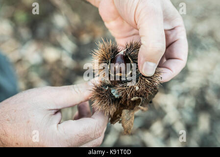 Chestnut Früchte sind im Dorf in der Nähe von Petkaj Stadt Kukes in Nordalbanien am 17. November 2014 gezeigt. Landwirtschaft Reformen sind in in Bearbeitung Stockfoto