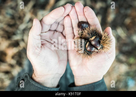 Chestnut Früchte sind im Dorf in der Nähe von Petkaj Stadt Kukes in Nordalbanien am 17. November 2014 gezeigt. Landwirtschaft Reformen sind in in Bearbeitung Stockfoto