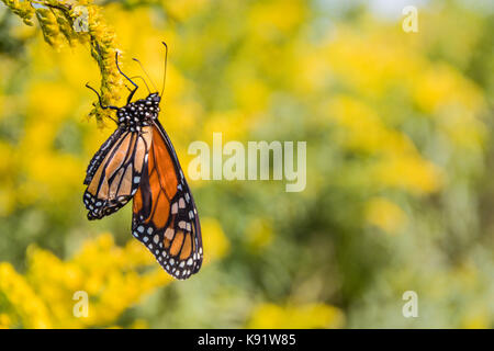 Neu entstandenen Monarchfalter (danaus Plexippus) setzt seine Flügel während der Fütterung auf goldrute Blumen trocknen Stockfoto