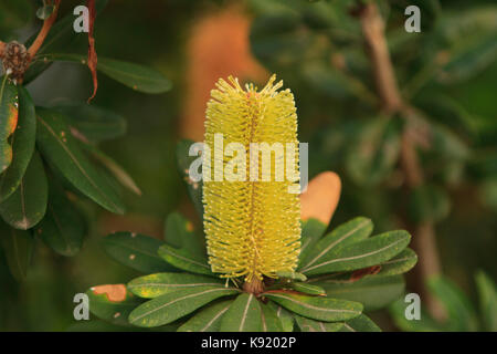 Küsten Banksia Baum Blume, Banksia integrifolia, mit umliegenden Laub Stockfoto